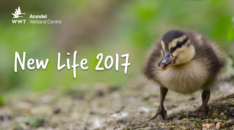 Downy Duckling Days, WWT Arundel Wetland Centre, 27 May – 4 June