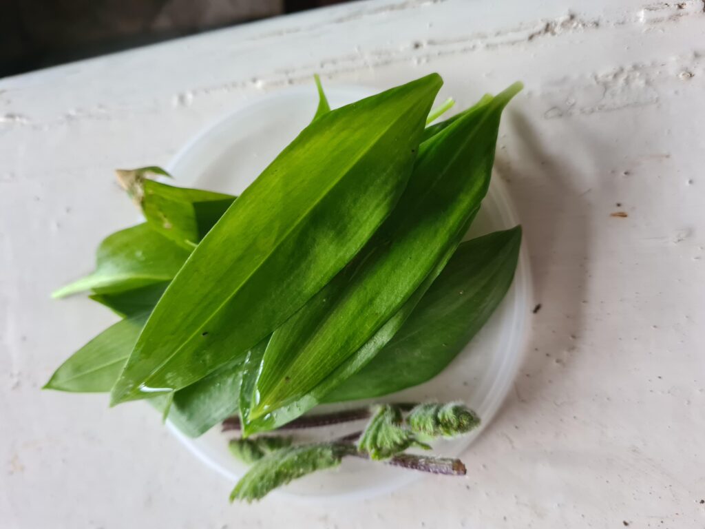 Spring Best Wild Plants, Garlic and Fungi FORAGE WALK – Foraging – Brighton