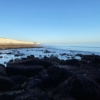 Coastal Foraging Workshop – Brighton – Sea Vegetables and Sea Weed. Coastal Foraging Workshop – Brighton – Sea Vegetables and Sea Weed.