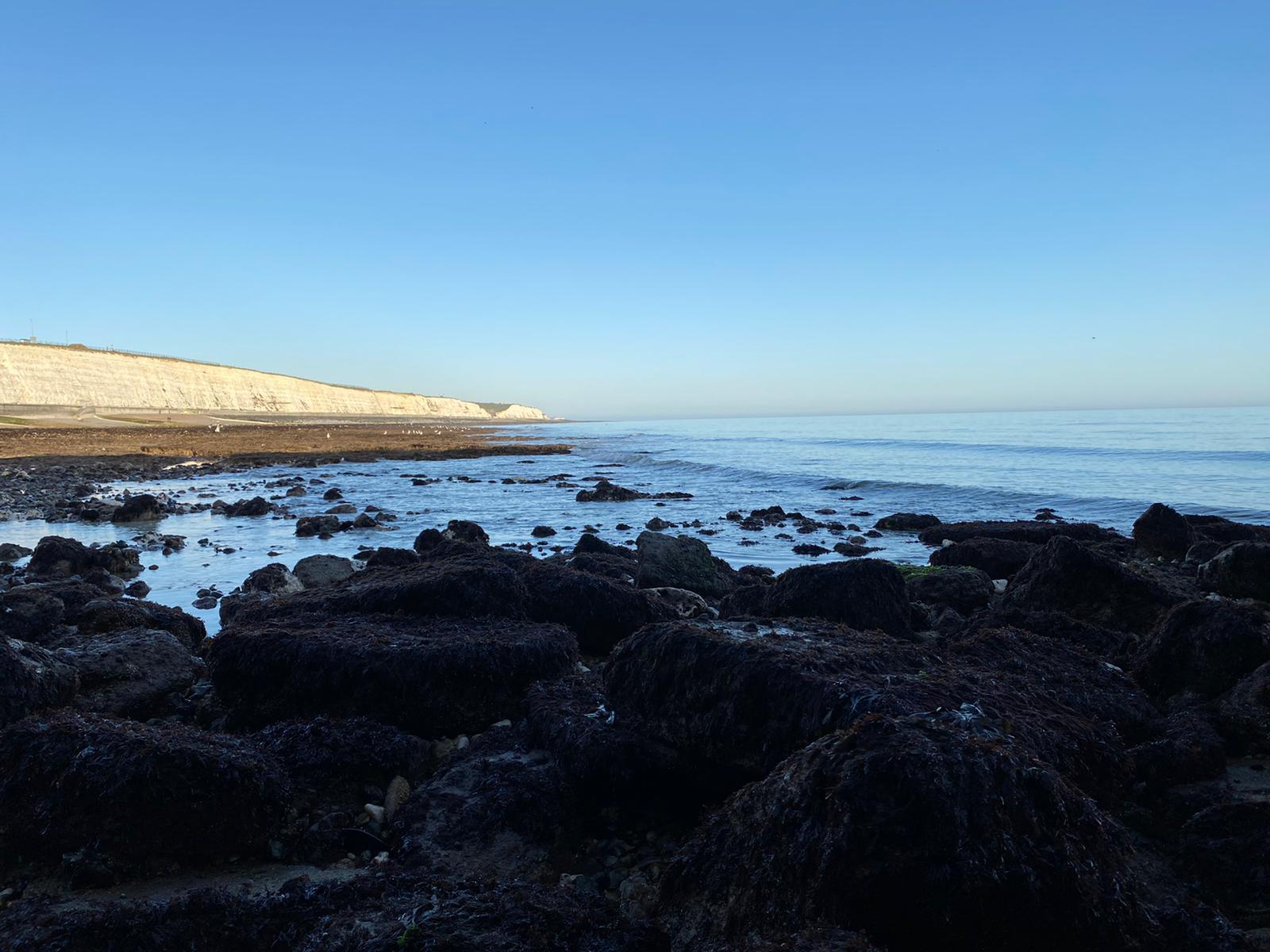 Coastal Foraging Workshop - Brighton - Sea Vegetables and Sea Weed.
